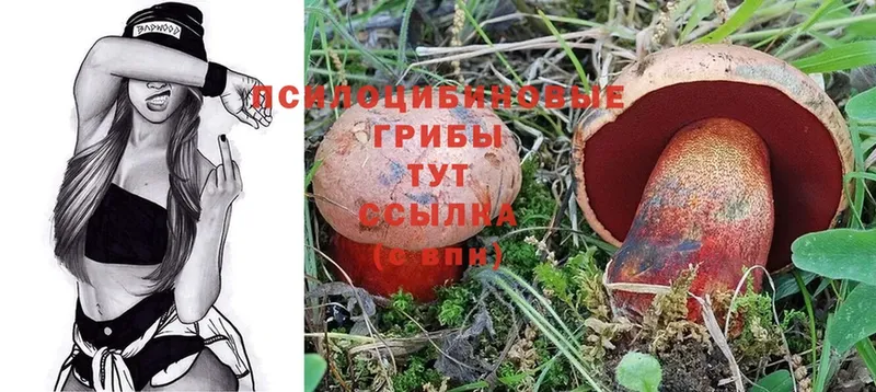 Псилоцибиновые грибы Psilocybe  купить   Вязьма 